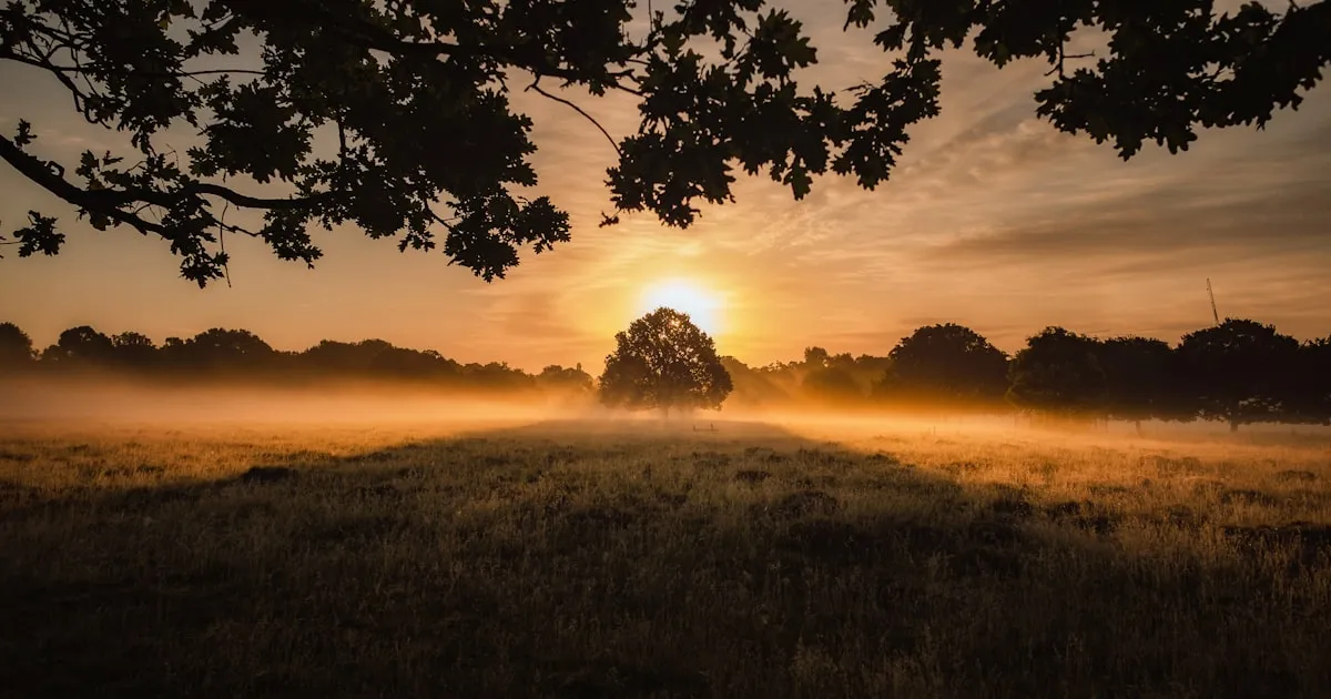 Best Dental Implant Practices in Brook Green, London