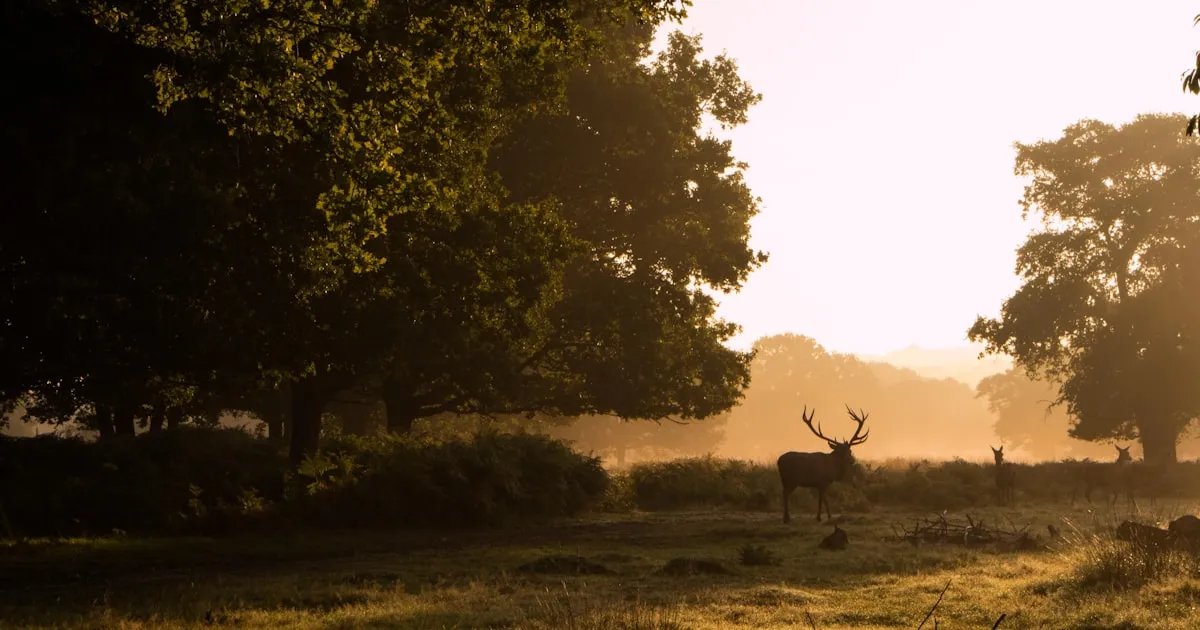 Best Dental Implant Practices in Ravenscourt Park, London