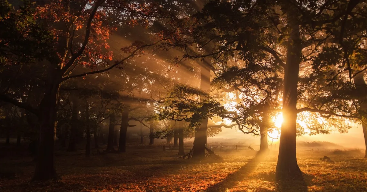 Best Dental Implant Practices in Richmond, London