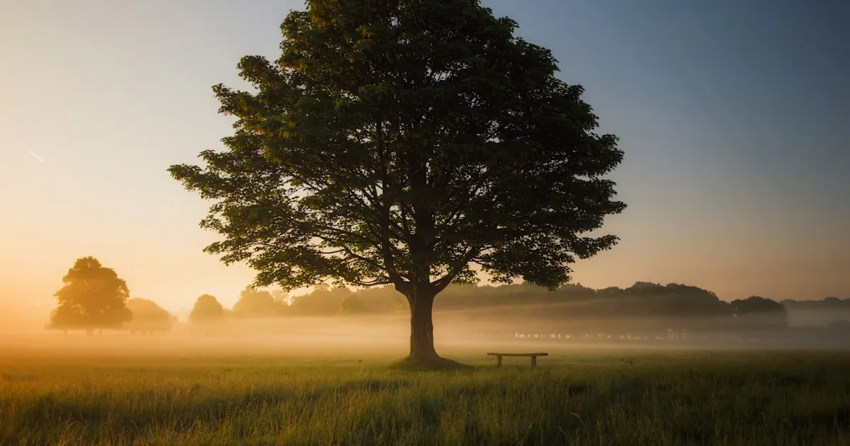 Best Dental Implant Practices in Stamford Brook, London